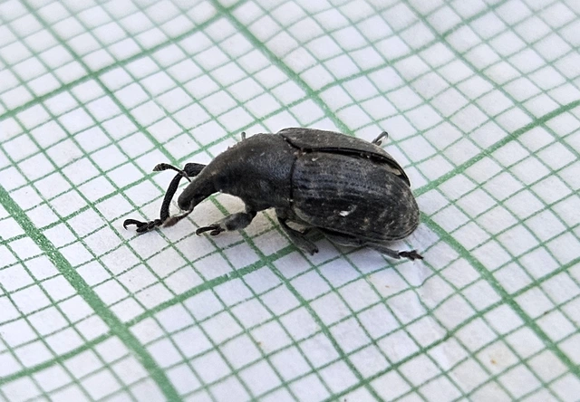 Larinus turbinatus - kúposorrú púderbarkó