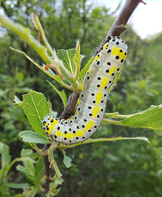 Diloba caeruleocephala - őszi kékesbagoly