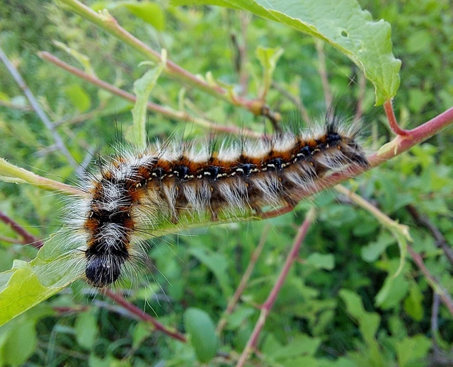 Eriogaster catax - sárga gyapjasszövő
