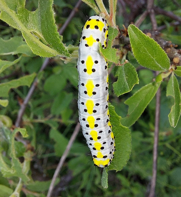 Diloba caeruleocephala - őszi kékesbagoly