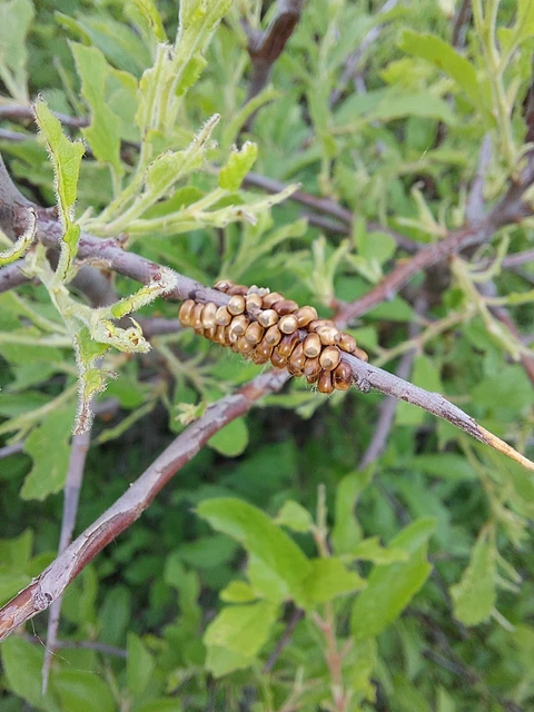 Saturnia pavoniella/pavonia