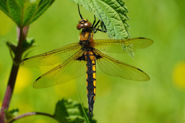 Epitheca bimaculata - kétfoltos sárkányszitakötő