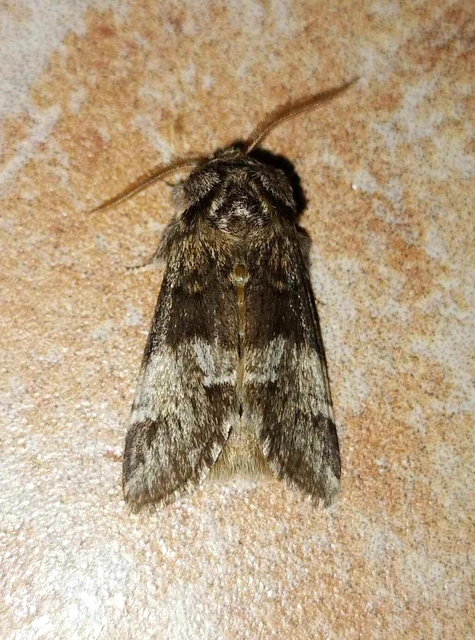 Drymonia dodonea - bélyeges púposszövő