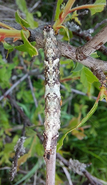 Allophyes oxyacanthae - galagonyabagoly