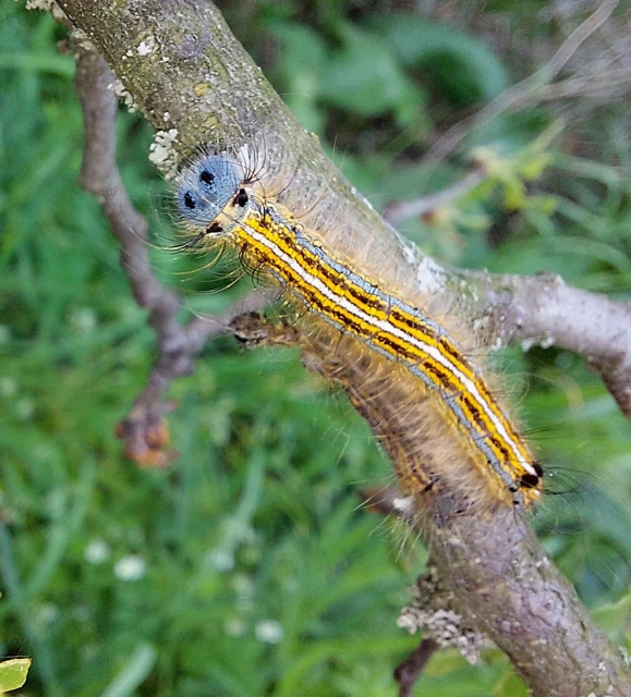 Malacosoma neustria - gyűrűsszövő