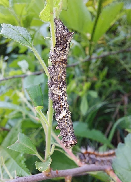 Allophyes oxyacanthae - galagonyabagoly