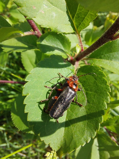Cantharis rustica - suszterbogár