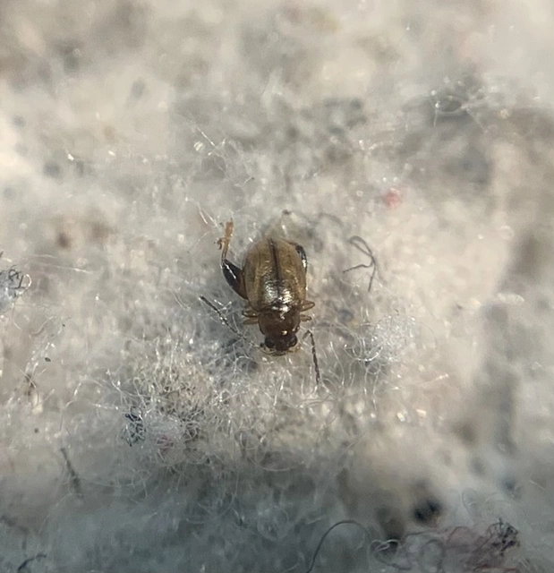 Longitarsus lycopi