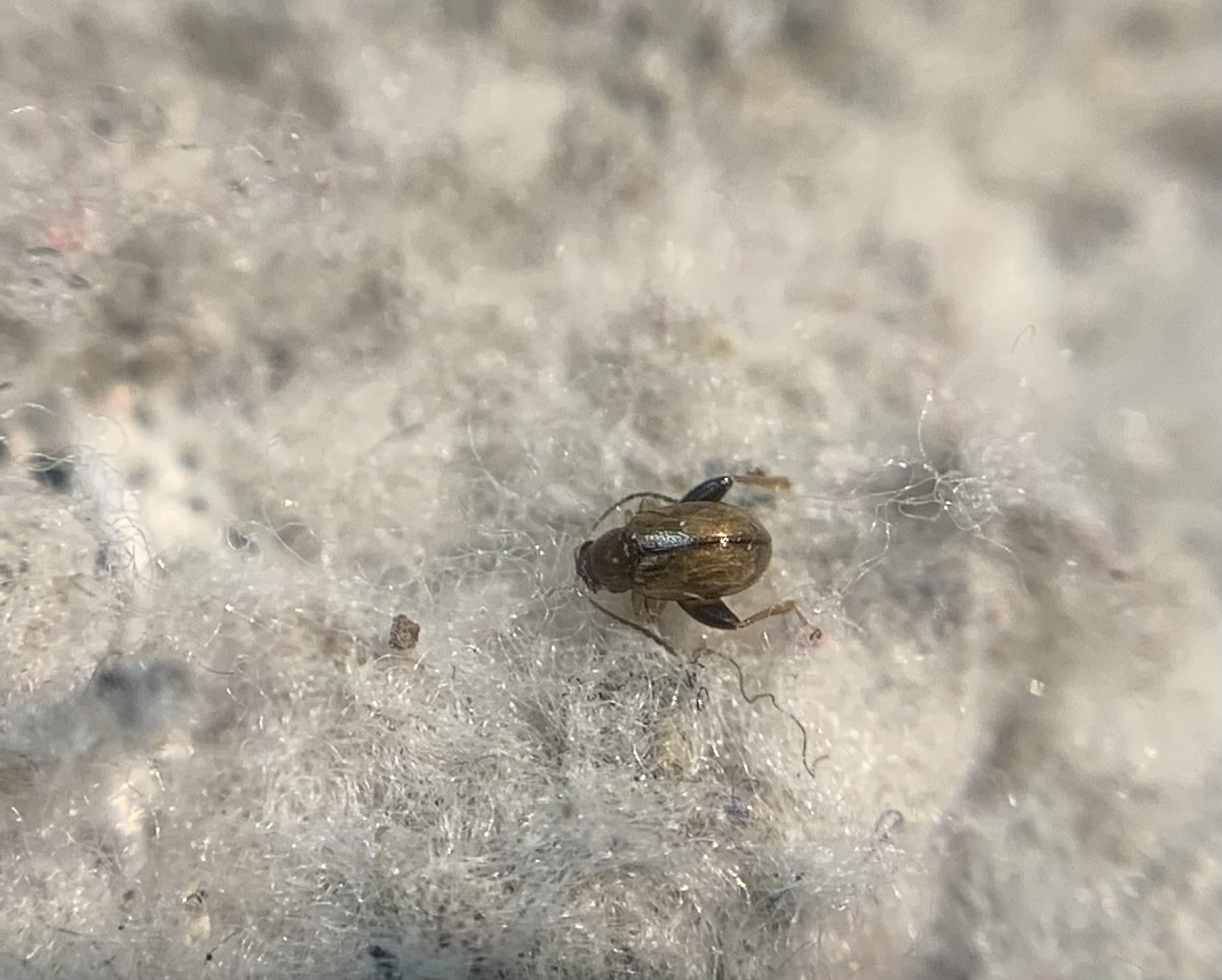 Longitarsus lycopi