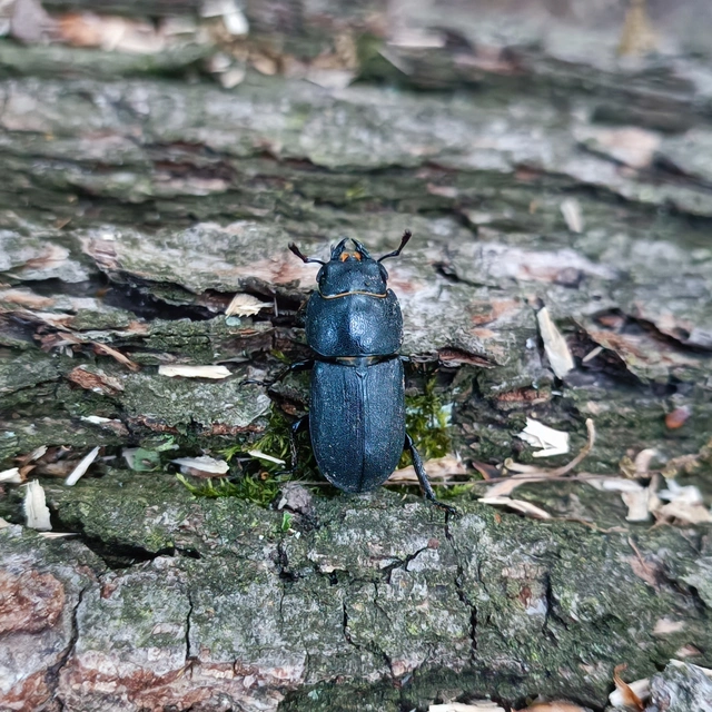Dorcus parallelipipedus - kis szarvasbogár