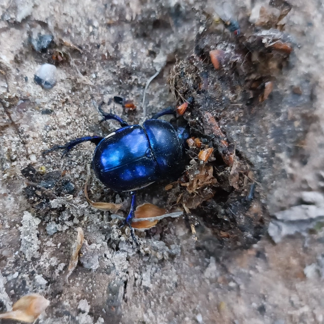 Trypocopris vernalis - tavaszi álganéjtúró