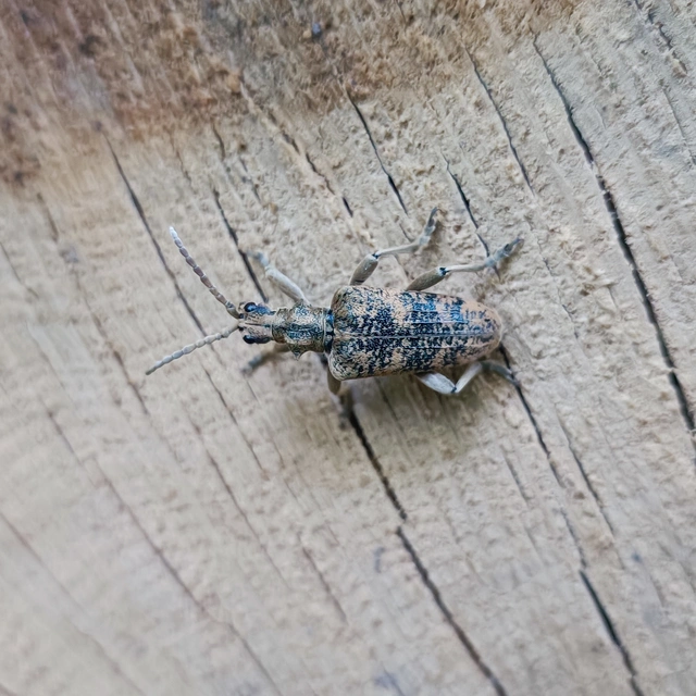 Rhagium sycophanta - tölgyes-tövisescincér