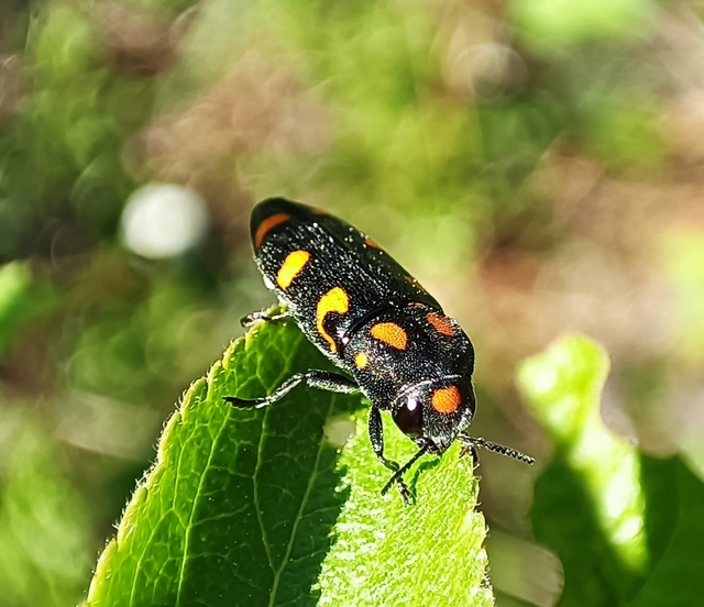 Ptosima undecimmaculata - sárgafoltos díszbogár