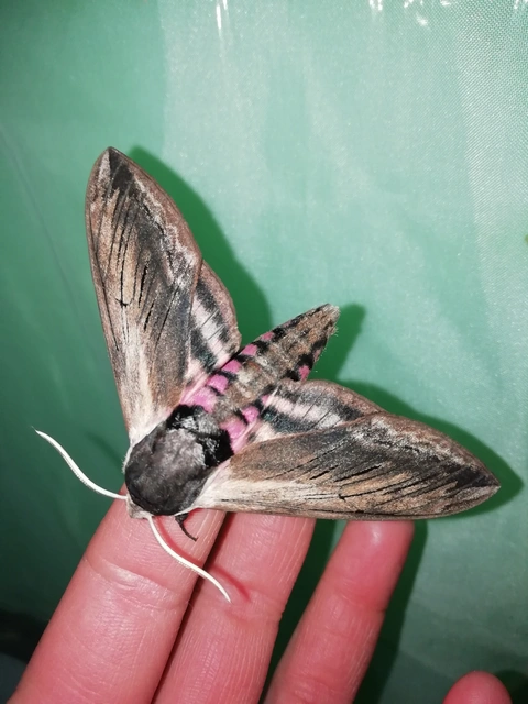 Sphinx ligustri - fagyalszender