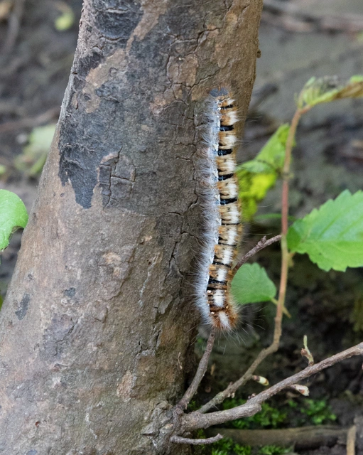 Lasiocampa quercus - tölgyfaszövő