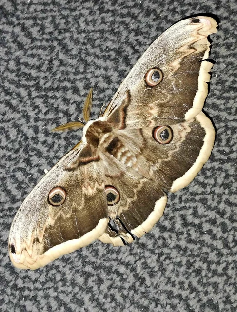 Saturnia pyri - nagy pávaszem
