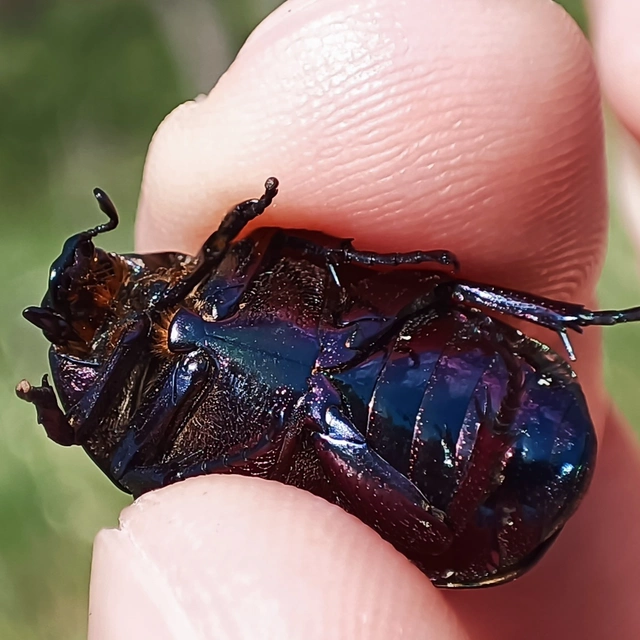 Protaetia cuprea obscura - olajzöld virágbogár