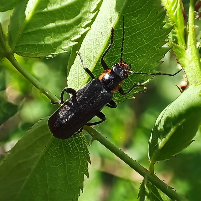 Cantharis