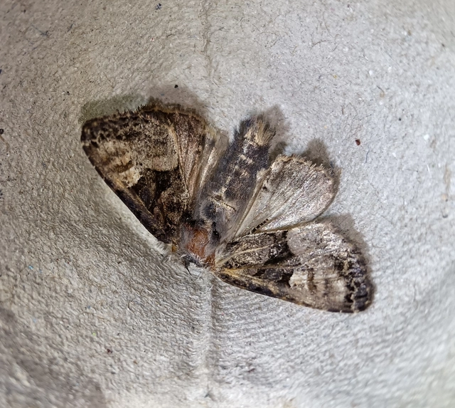 Euplexia lucipara - szeder-csipkésbagoly