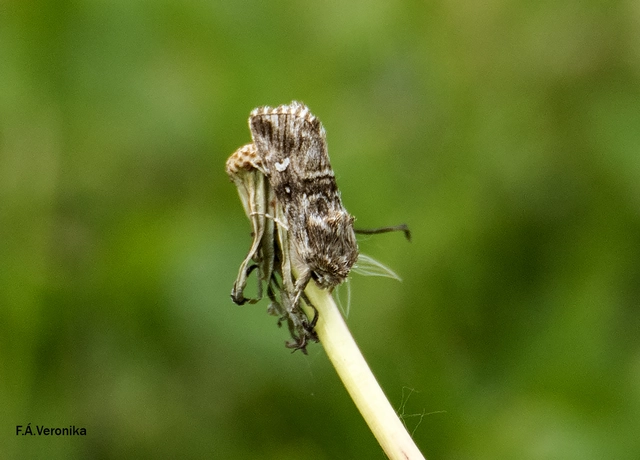 Calophasia lunula - gyújtoványfű-apróbagoly