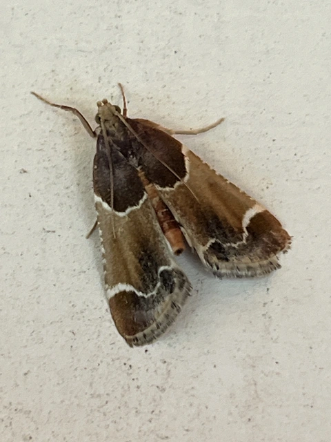 Pyralis farinalis - lisztilonca