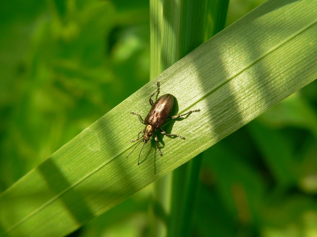 Plateumaris sericea - selymes nádbogár