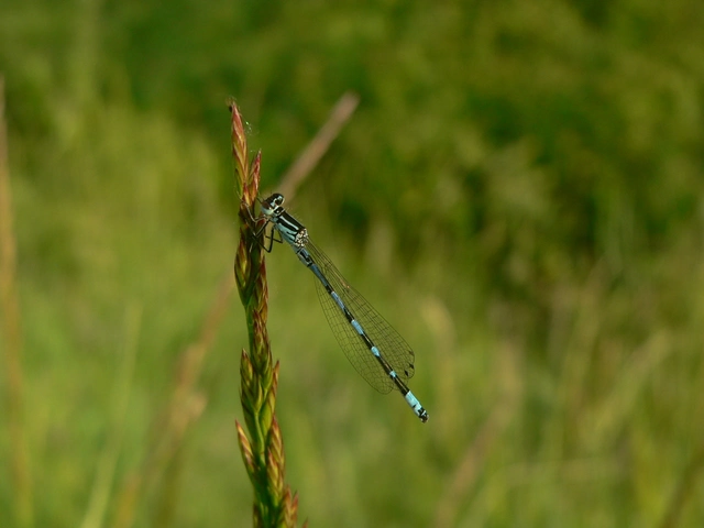 Coenagrion ornatum - díszes légivadász