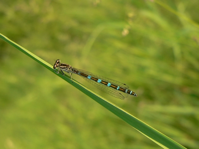Coenagrion ornatum - díszes légivadász