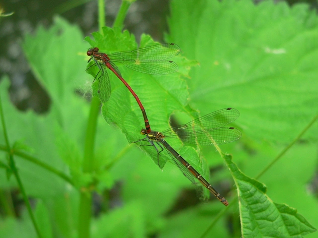 Pyrrhosoma nymphula interposita - vörös légivadász
