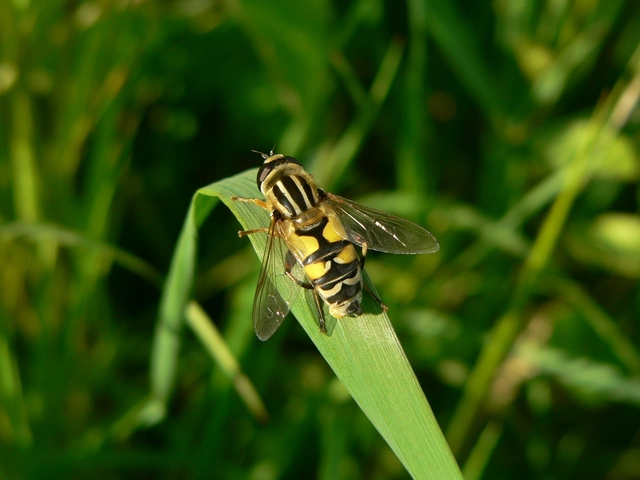 Helophilus