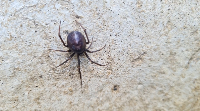 Steatoda grossa - nagy faggyúpók