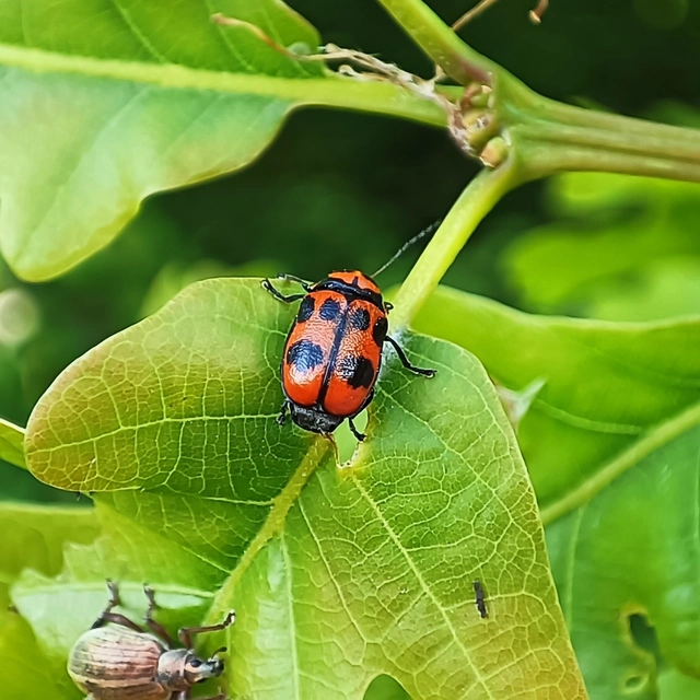 Cryptocephalus sexpunctatus - hatfoltos zömökbogár Cryptocephalus sexpunctatus - hatfoltos zömökbogár
