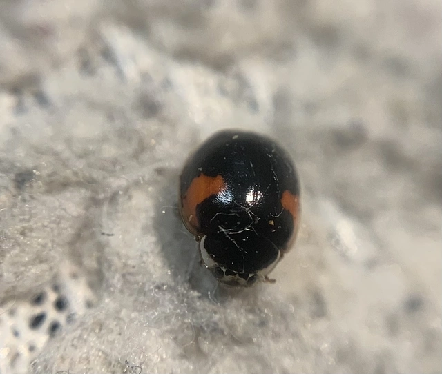 Adalia decempunctata - tízpettyes katica