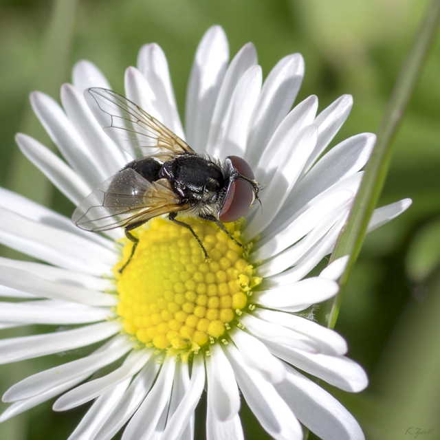 Elomya lateralis