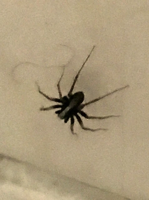 Pardosa alacris/lugubris