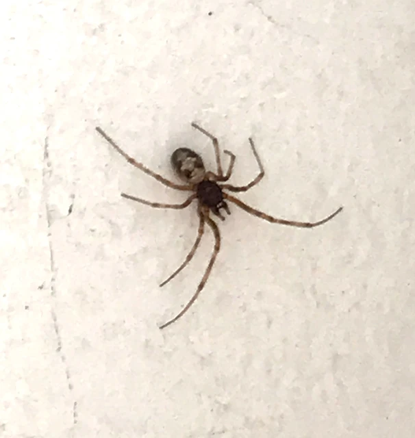 Steatoda triangulosa - háromszöges faggyúpók