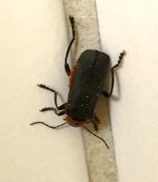 Cantharis rustica - suszterbogár