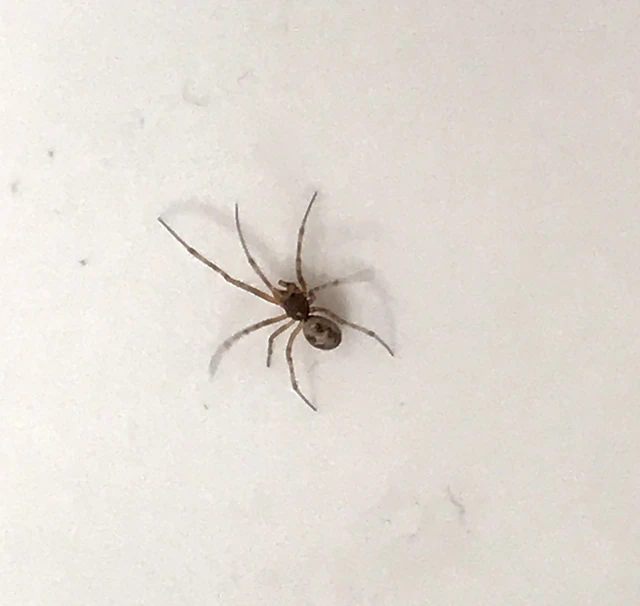 Steatoda triangulosa - háromszöges faggyúpók