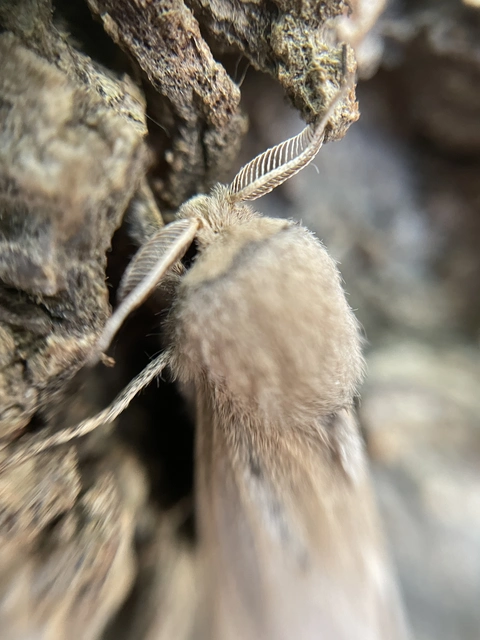 Phragmataecia castaneae - nádfúrólepke