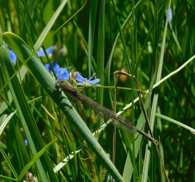 Sympecma fusca - téli rablószitakötő