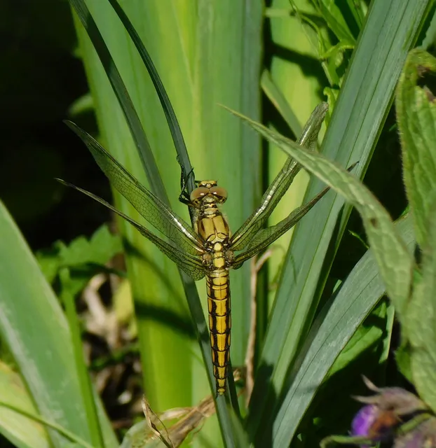 Orthetrum cancellatum - feketefarkú pásztorszitakötő