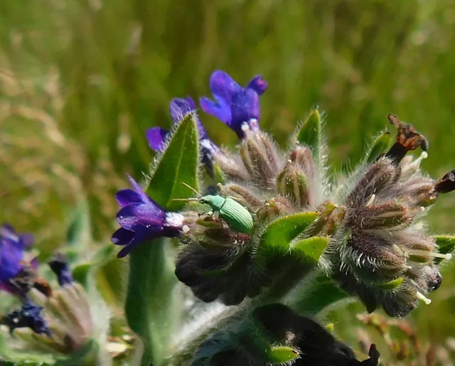 Phyllobius virideaeris - halványzöld levélormányos