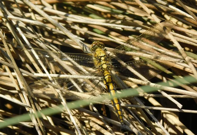 Orthetrum cancellatum - feketefarkú pásztorszitakötő