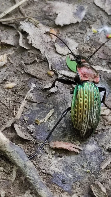 Carabus ulrichii - rezes futrinka Carabus ulrichii - rezes futrinka