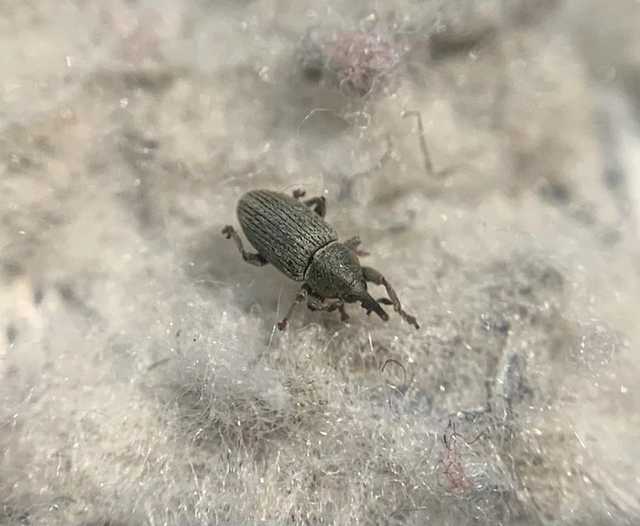 Tychius stephensi - rétihere-tímárormányos