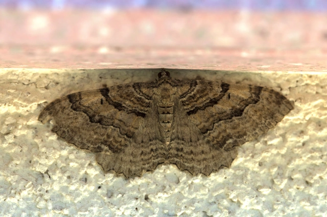 Hydria cervinalis - őzbarna araszoló
