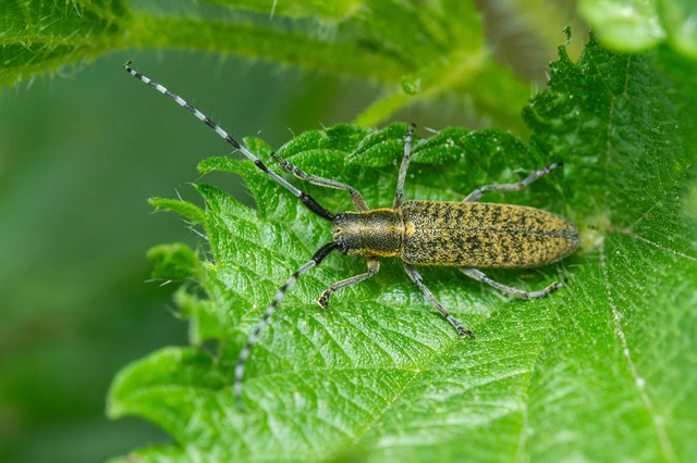 Agapanthia villosoviridescens - fehérgyűrűs bogáncscincér