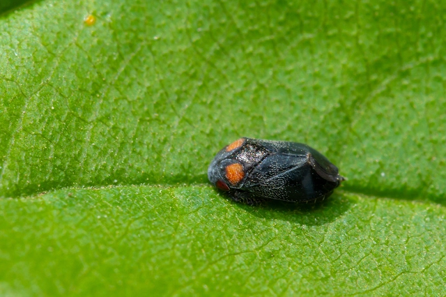 Penthimia nigra - fekete kabóca