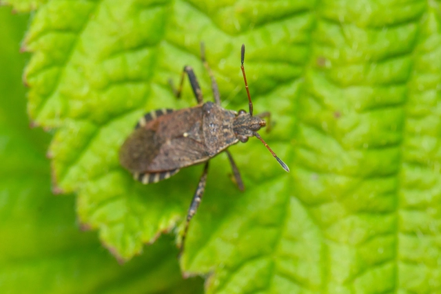 Ceraleptus gracilicornis - tüskéslábú karimáspoloska