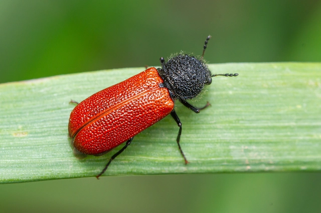 Bostrichus capucinus - piros csuklyásszú
